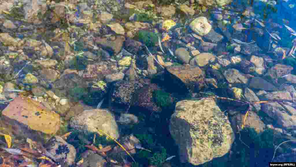 В верховье реки вода очень чистая