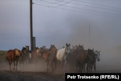 Жайылымнан қайтып келе жатқан үйірлі жылқы. Чеботарево ауылы, Батыс Қазақстан облысы, 27 тамыз 2021 ж.