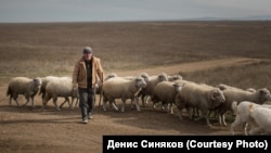 81-летний крымский татарин Энвер со своим cтадом близ Симферополя. Энвер пережил депортацию с Крымского полуострова в Среднюю Азию в 1944 году