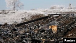 На месте крушения MH17 в Донбассе